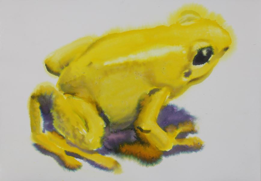 Paradise circus - frog