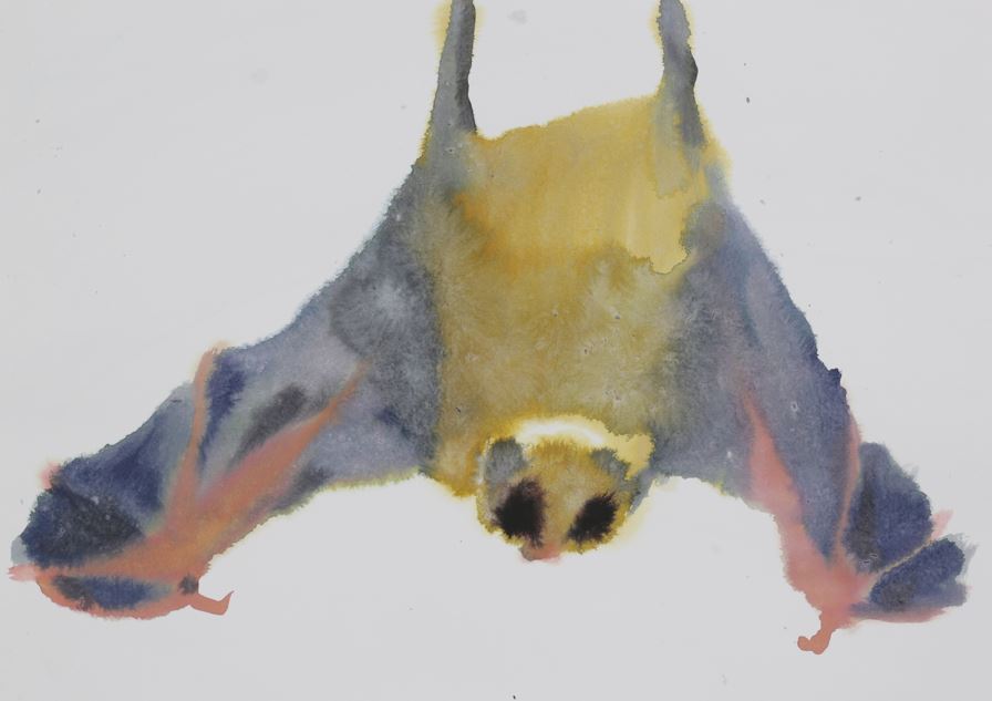 Paradise circus - bat