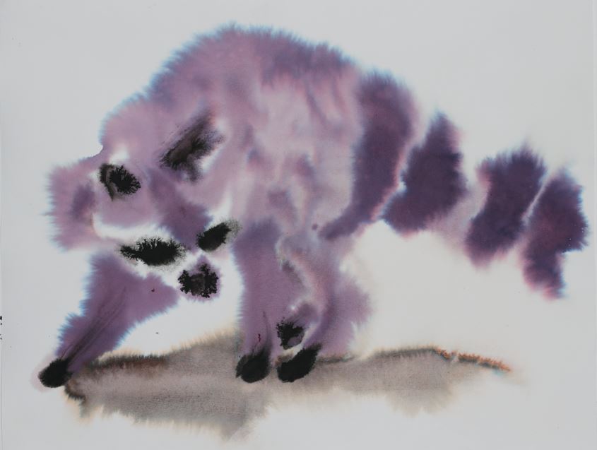 Paradise circus - raccoon
